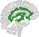 brain image with the recognition network highlighted in pink