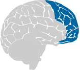 brain image with the recognition network highlighted in pink