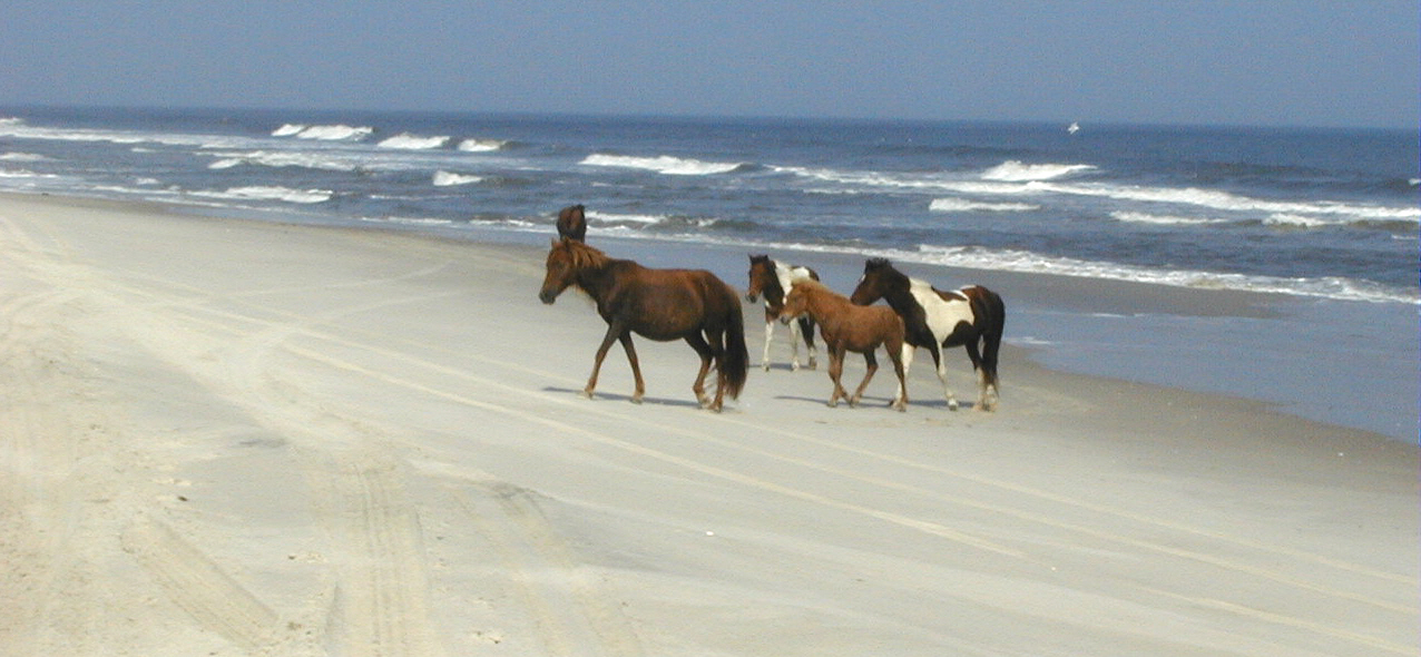 http://itchuary.com/images/asis_horseonbeach.jpg