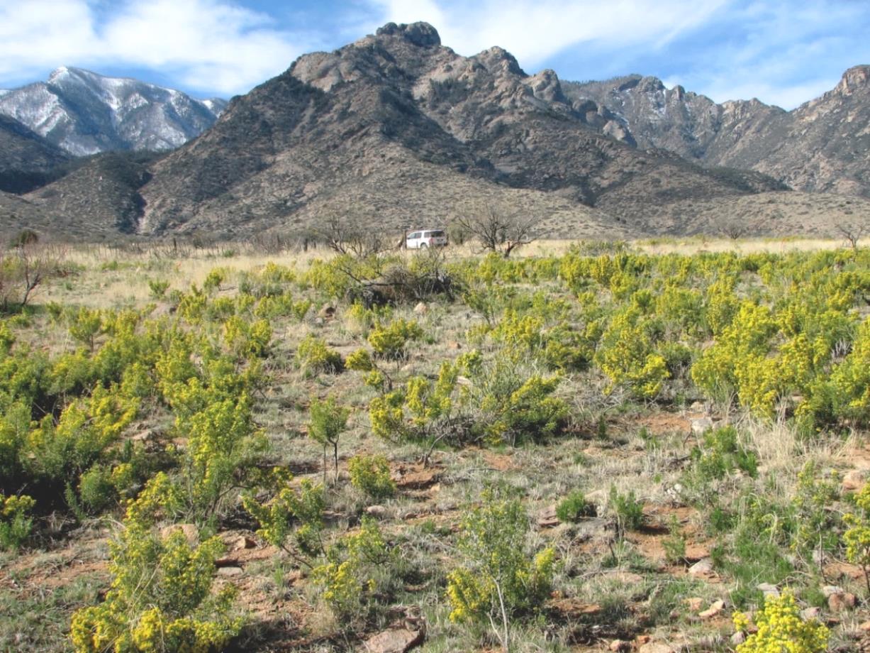 invasive sweet resinbush (euryops subcarnosus ssp. vulgaris) on land bordering the coronado national forest