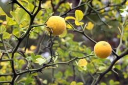 http://www.eattheweeds.com/wp-content/uploads/2012/11/poncirus-trifoliata-7-1024x682.jpg