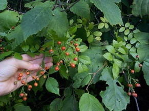 http://www.scienceu.com/library/articles/flowers/images/medium/rose_hips.jpg