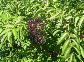 http://www.garden.org/ediblelandscaping/images/july08/elderberry1.jpg