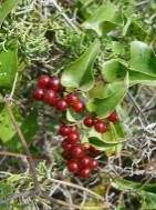 file:smilax aspera.jpg