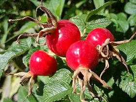 http://www.eattheweeds.com/wp-content/uploads/2011/11/rosehips-rose_hips.jpg