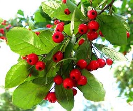 red juneberries