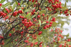 http://upload.wikimedia.org/wikipedia/commons/thumb/c/cc/choke-berries-img_2431_051013_121714.jpg/330px-choke-berries-img_2431_051013_121714.jpg