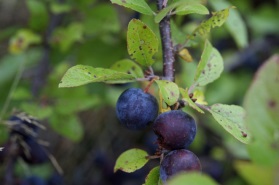 http://www.gardenista.com/files/styles/733_0s/public/fields/%233beach%20plums-laura-silverman-gardenista.jpg