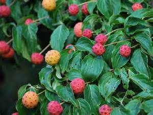 dogwood leaves edible http://joshfecteau.com/foraging-wild-fruit-kousa ...