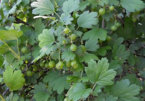 wild edible berries gooseberry ribes