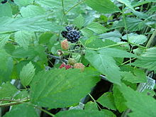 black raspberries, underhill.jpg