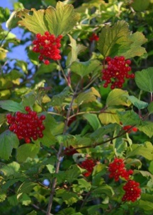 http://www.eattheweeds.com/wp-content/uploads/2011/10/viburnum_trilobum_berries100404.jpg