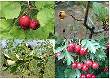 crataegus, various species, fruit.jpg