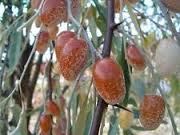 image result for russian olive fruit