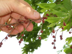 hackberryberries