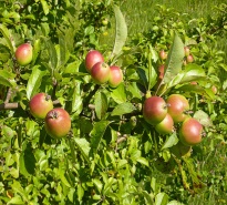 http://upload.wikimedia.org/wikipedia/commons/thumb/2/29/crabapples.jpg/1280px-crabapples.jpg