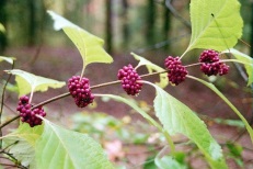 http://www.eattheweeds.com/wp-content/uploads/2011/08/american-beauty-berry-e1318791991676.jpg