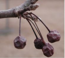 http://upload.wikimedia.org/wikipedia/commons/thumb/9/94/callery_pear_fruit.jpg/220px-callery_pear_fruit.jpg