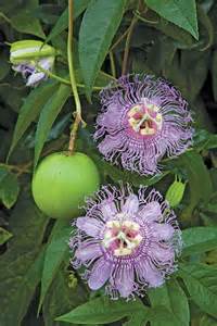 the maypop is a 