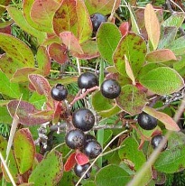 http://upload.wikimedia.org/wikipedia/commons/3/3c/bog_huckleberry.jpg