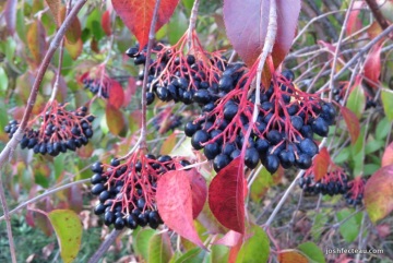 photo of nannyberry fruit clusters