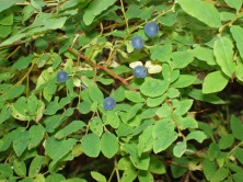 http://upload.wikimedia.org/wikipedia/commons/5/53/highbush_blueberries.jpg