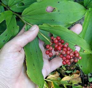 false solomon seal berries form at the terminal ends of the two to three feet tall plants and mature to a bright red color with speckles of white.