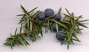 https://upload.wikimedia.org/wikipedia/commons/thumb/4/4c/juniperus_communis_cones.jpg/300px-juniperus_communis_cones.jpg