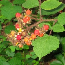 http://www.vegetablegardener.com/assets/uploads/posts/3248/wineberries.jpg