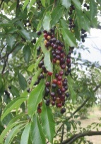 http://upload.wikimedia.org/wikipedia/commons/thumb/f/f0/amerikaanse_vogelkers_bessen_prunus_serotina.jpg/640px-amerikaanse_vogelkers_bessen_prunus_serotina.jpg