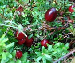 http://www.jenkinsarboretum.org/inbloom/fullphotos/oct9.jpg