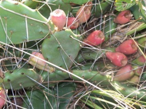 opuntia humifusa 3