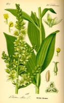 http://upload.wikimedia.org/wikipedia/commons/8/84/illustration_veratrum_album0.jpg