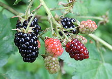 ripe, ripening, and green blackberries.jpg