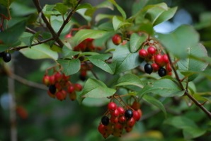 http://unsw.discoverlife.org/im/i_sop/0007/320/viburnum_prunifolium,_black_haw,i_sop729.jpg