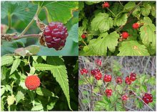 http://upload.wikimedia.org/wikipedia/commons/thumb/8/86/raspberries%2c_fruit_of_four_species.jpg/220px-raspberries%2c_fruit_of_four_species.jpg