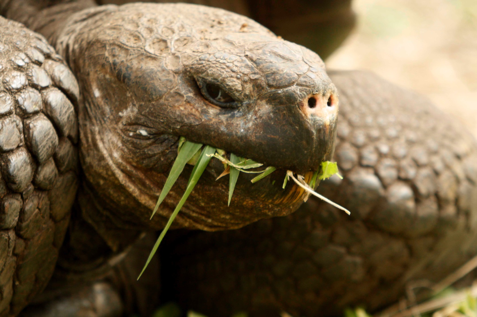 galapagos tortoise with mouthfull of grass