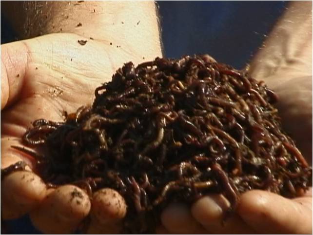 harvested redworms from arr.jpg