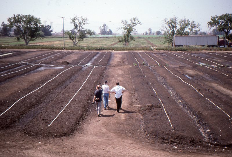 pacific southwest farms irrigated windrows.jpg