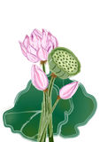 bstract lotus flower stock images