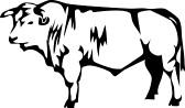 eef : beef breed of cattle